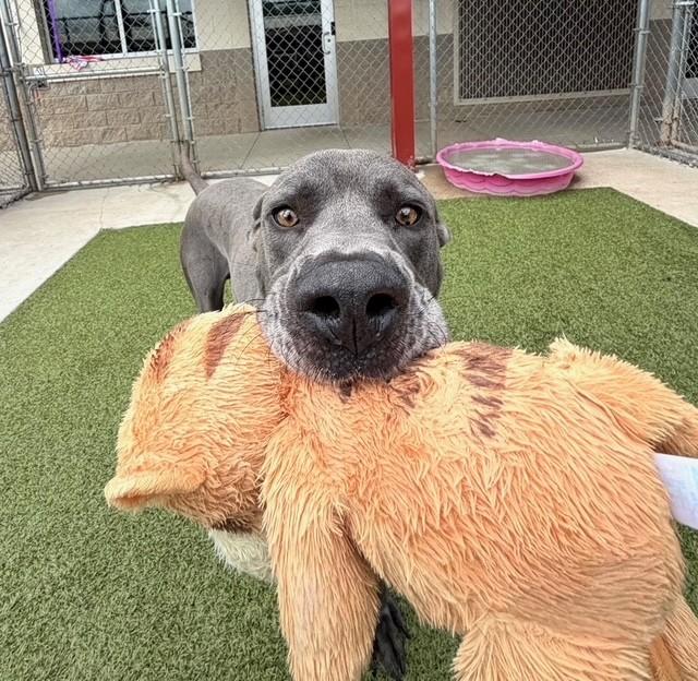 Enlarge Spike, a ADOPTABLE mixed breed in Fayetteville, AR image 2/6