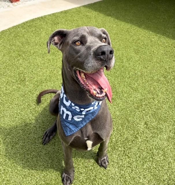 Enlarge Spike, a ADOPTABLE mixed breed in Fayetteville, AR image 3/6