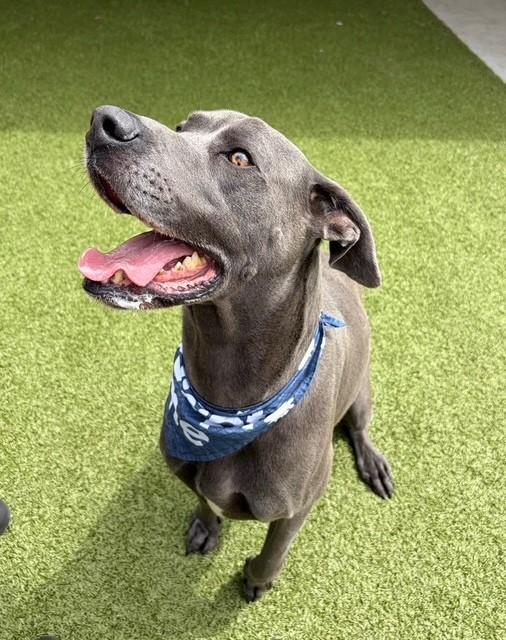 Enlarge Spike, a ADOPTABLE mixed breed in Fayetteville, AR image 4/6