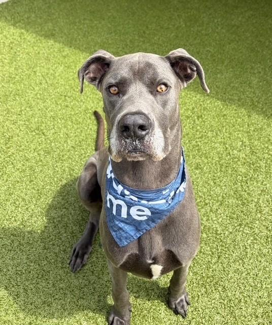 Enlarge Spike, a ADOPTABLE mixed breed in Fayetteville, AR image 6/6
