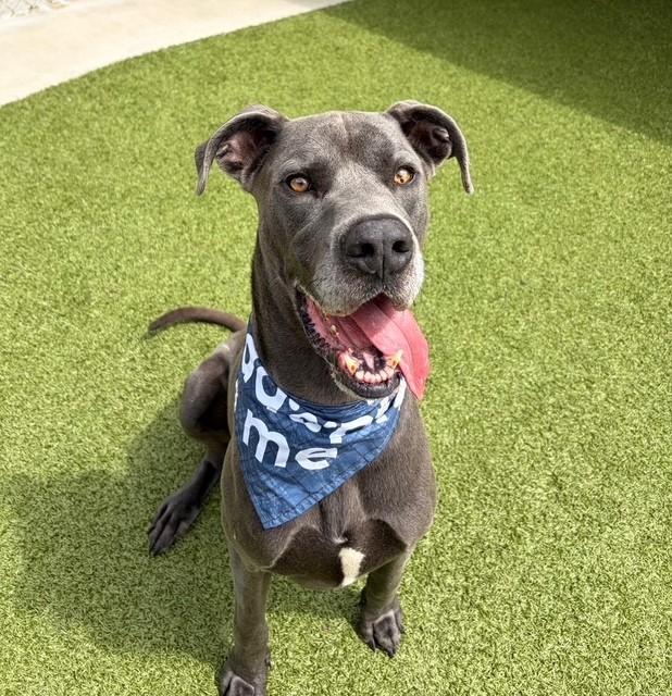 Spike, ADOPTABLE, Adult Male Great Dane.