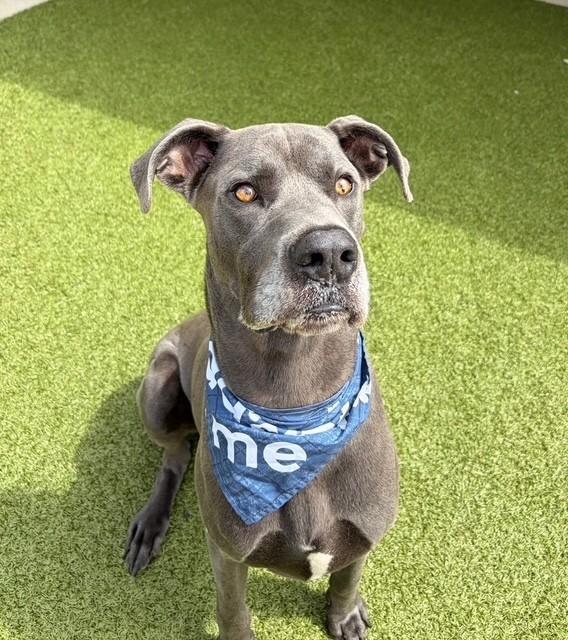 Enlarge Spike, a ADOPTABLE mixed breed in Fayetteville, AR image 5/6