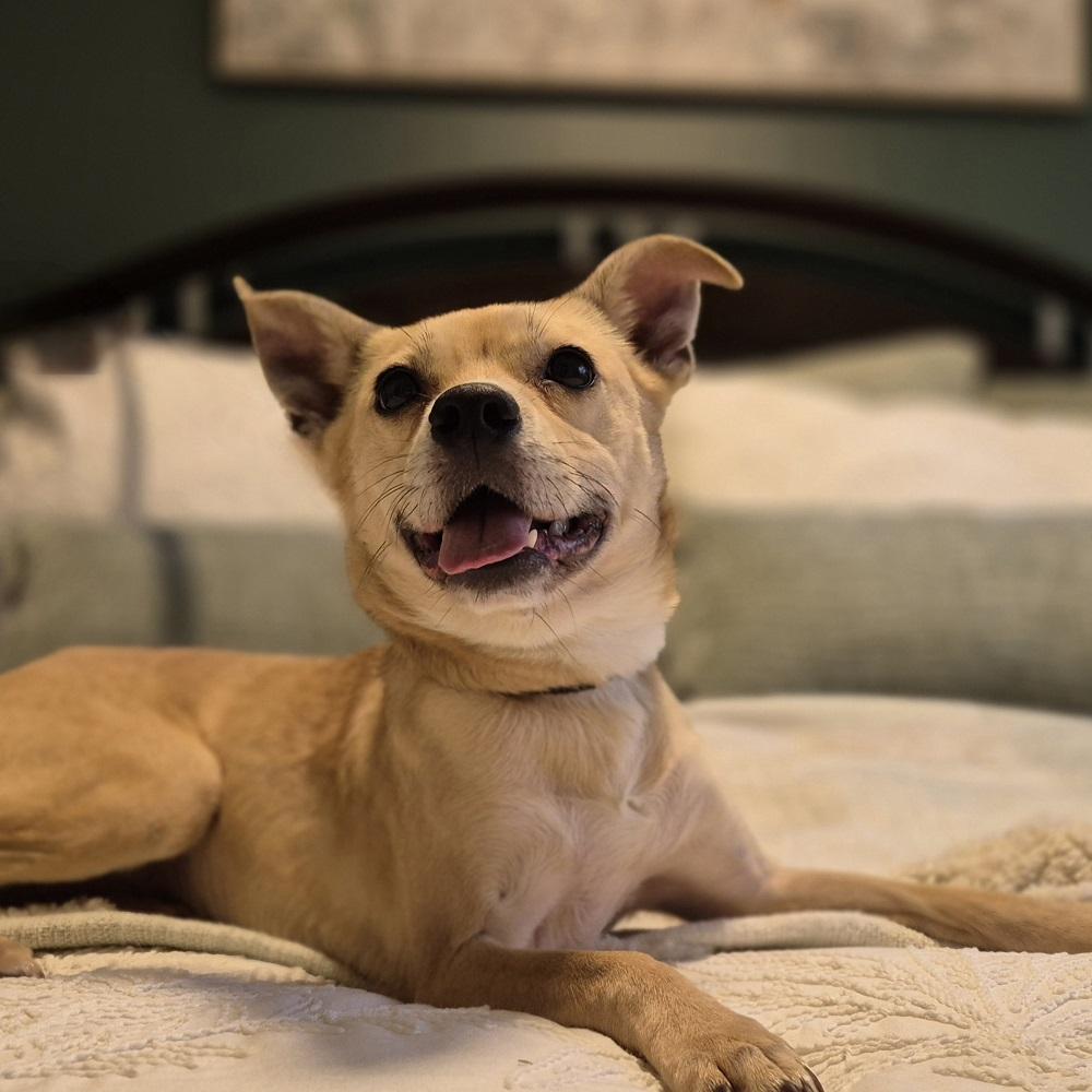 Leeloo, a Adopted mixed breed in Guelph, ON image 3/5