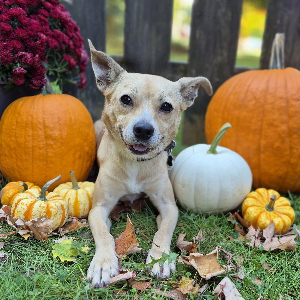Leeloo, Adopted, Young Female Basenji.