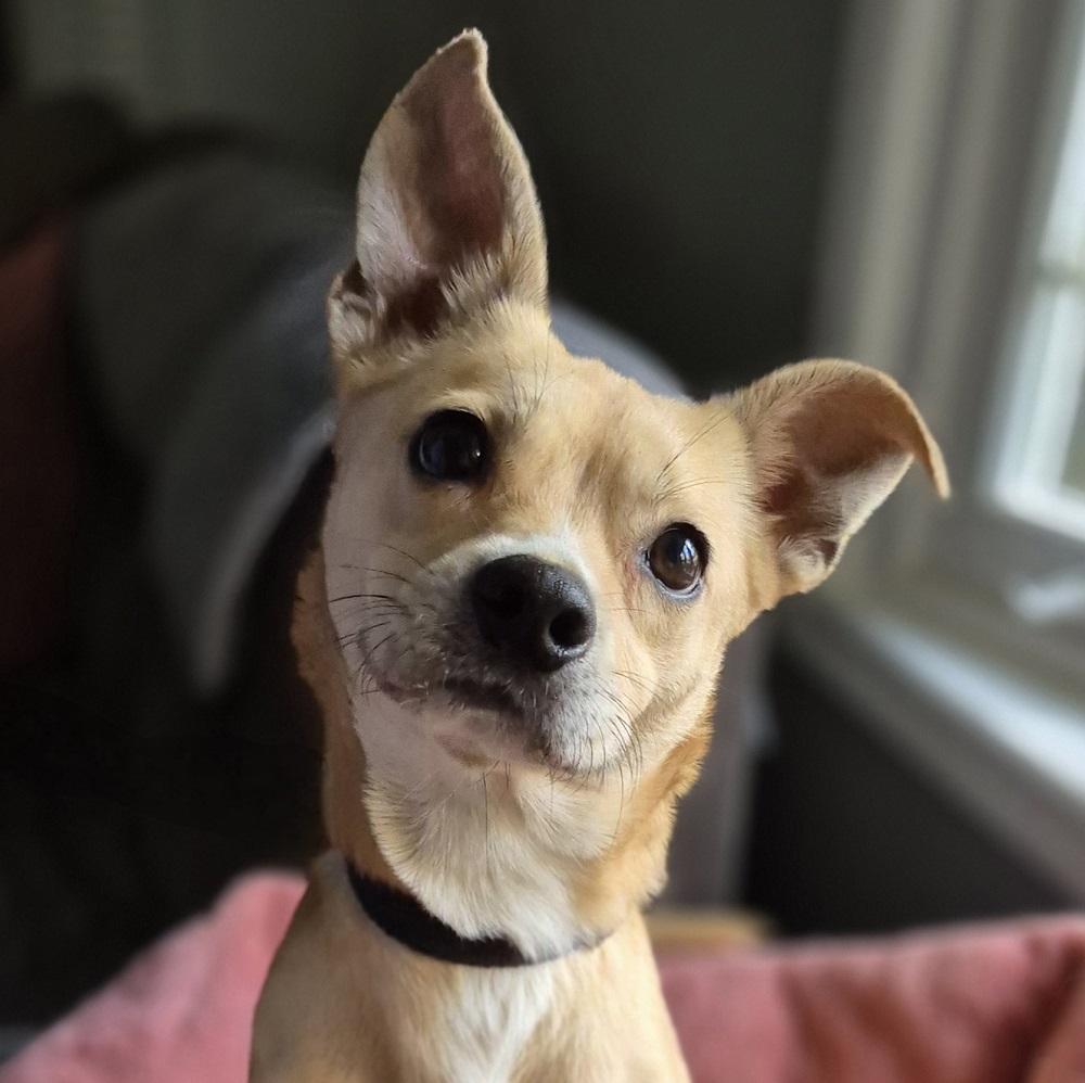 Leeloo, a Adopted mixed breed in Guelph, ON image 4/5