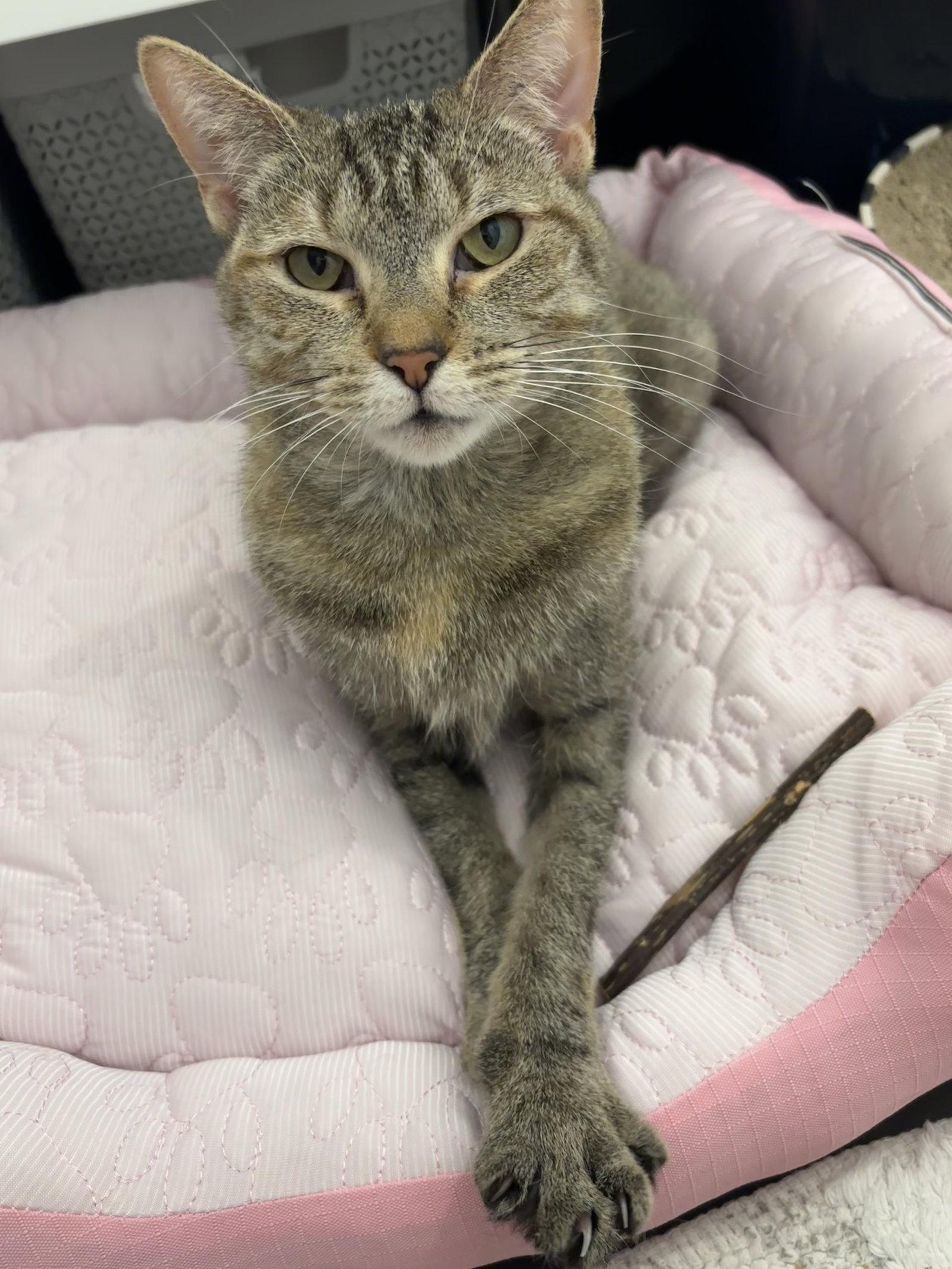 Cinnamon, Adoptable, Adult Female Torbie.