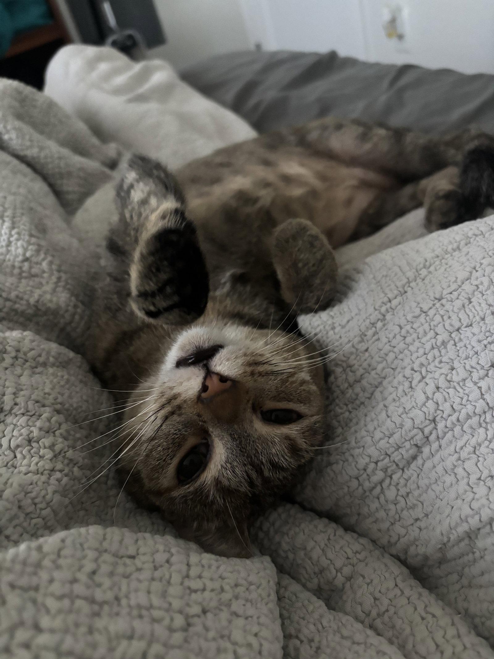 Cinnamon, a Adoptable Torbie in Hopewell, VA image 2/3