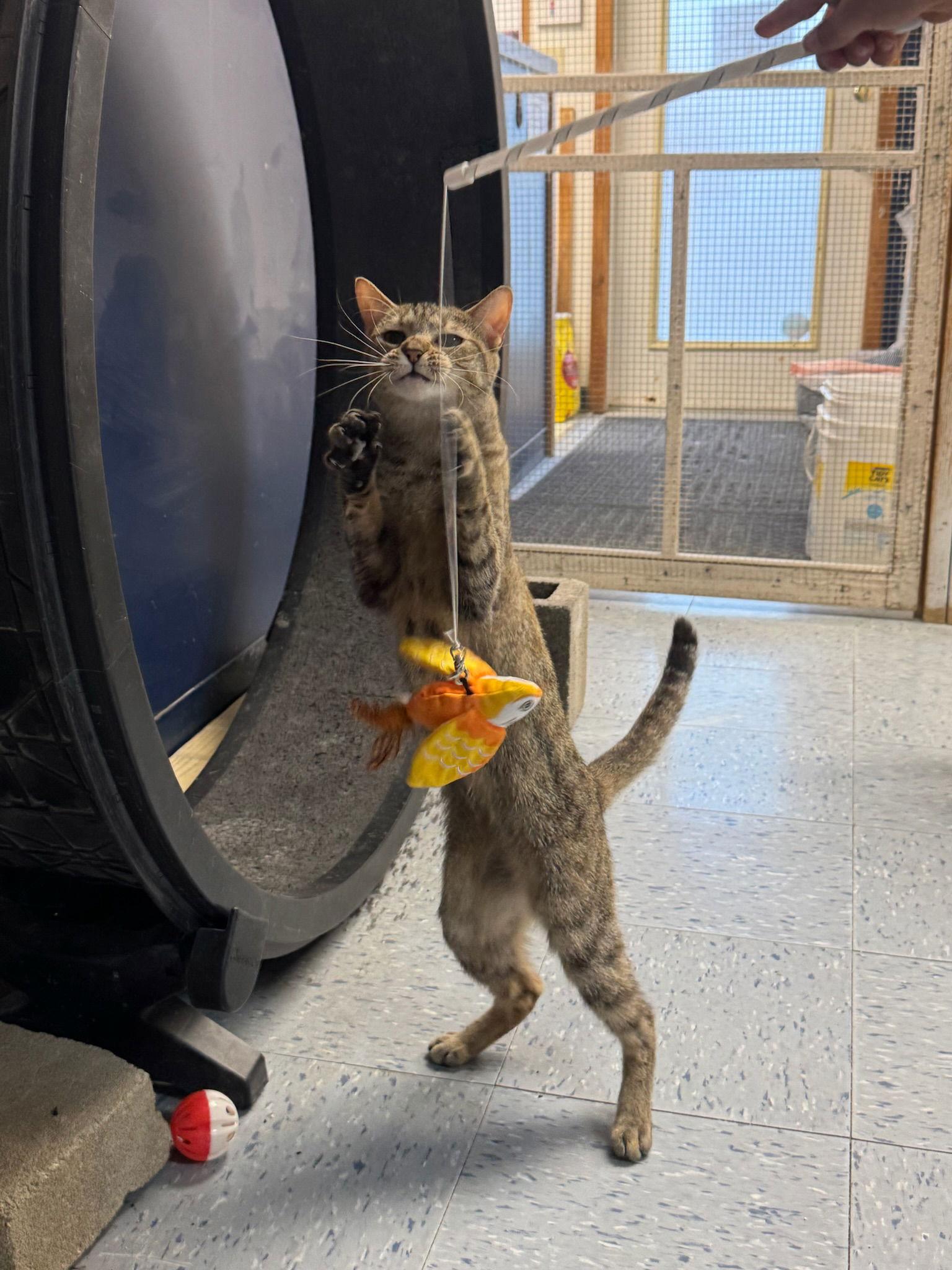 Enlarge Cinnamon, a Adoptable Torbie in Hopewell, VA image 1/3