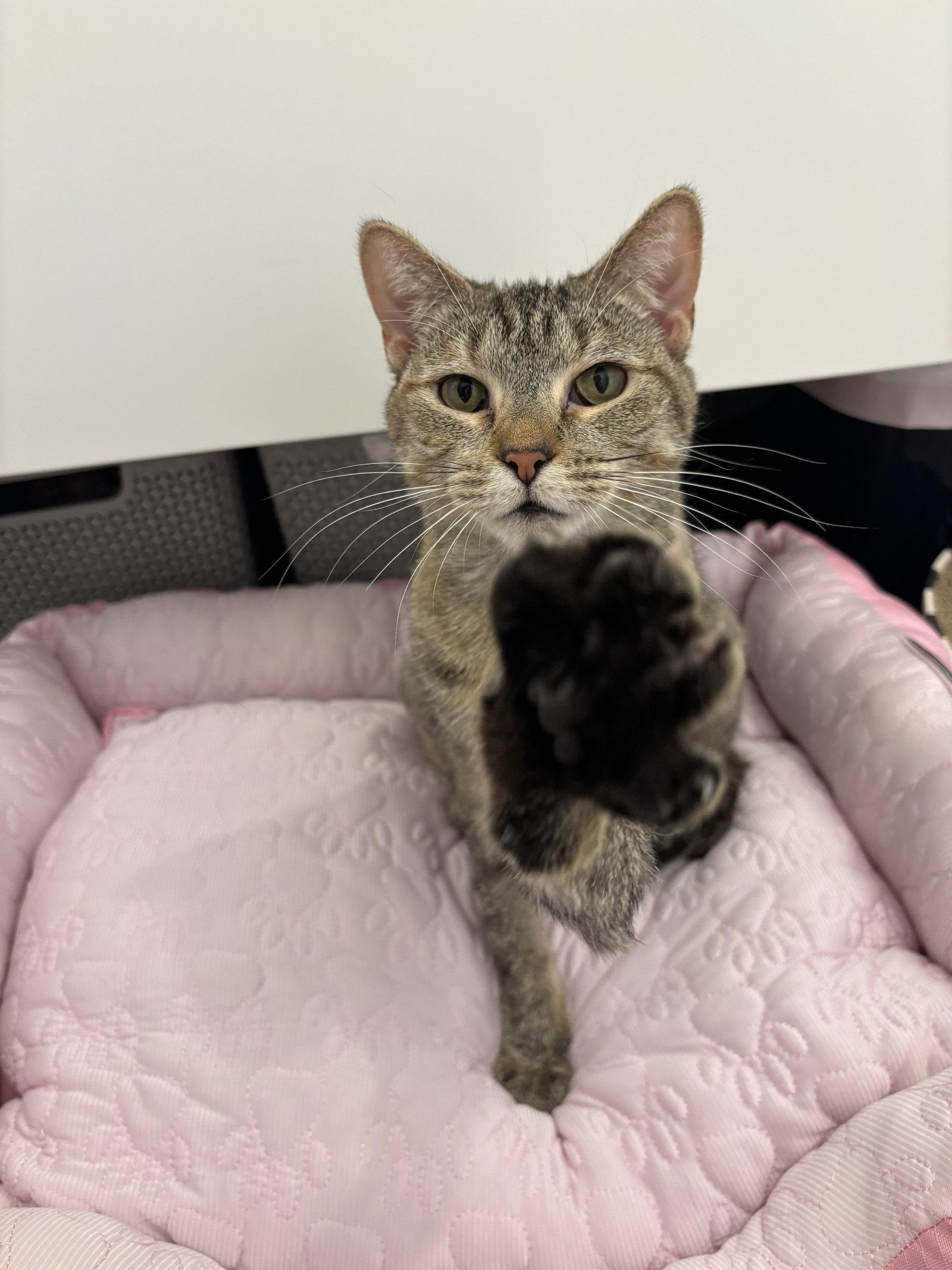 Cinnamon, a Adoptable Torbie in Hopewell, VA image 3/3