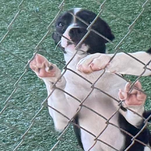 Thesaurus, a Adoptable Mixed Breed in Coos Bay, OR image 2/2