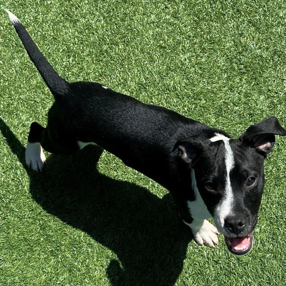 Thesaurus, Adoptable, Puppy Male Mixed Breed.