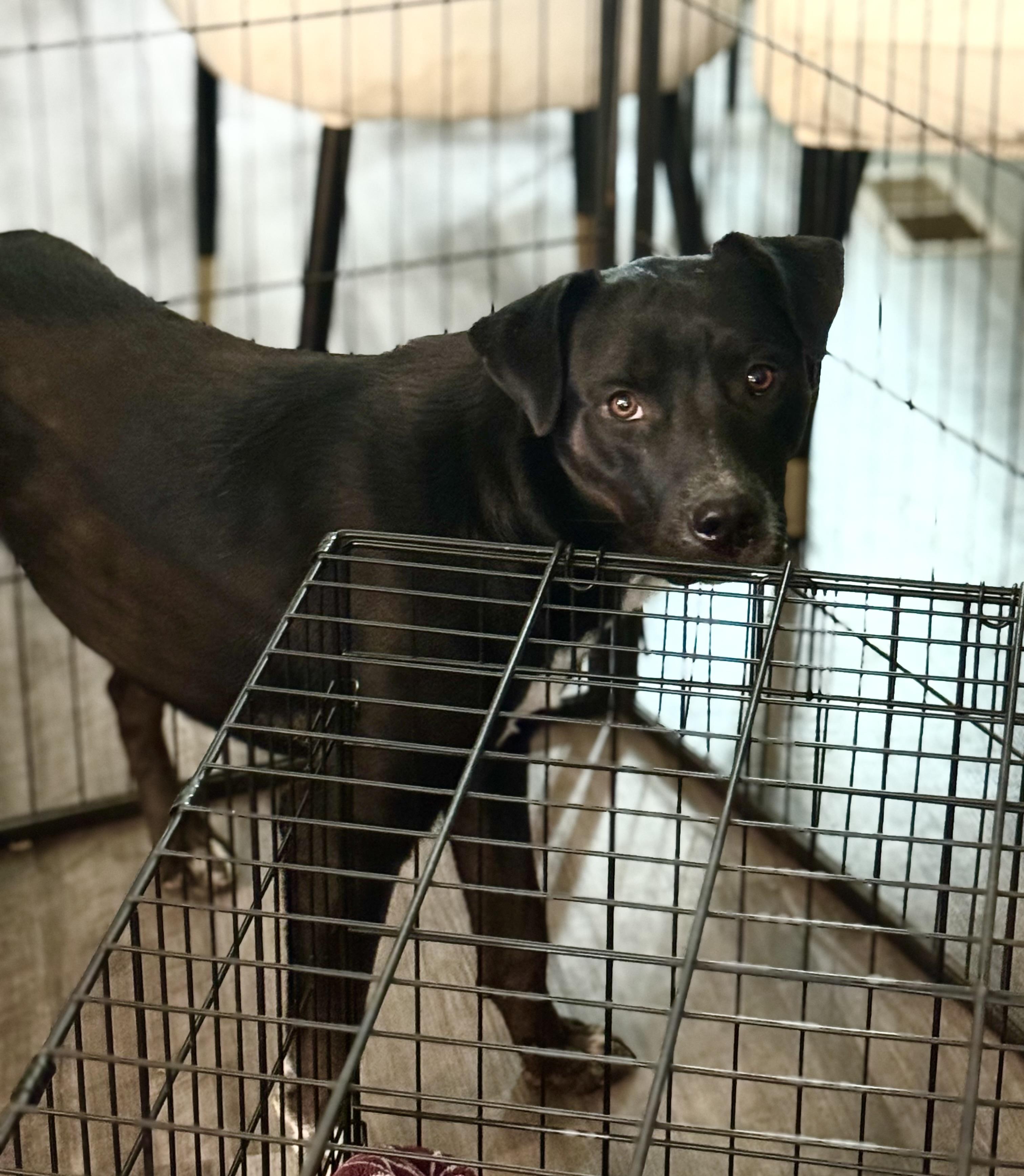 Teddy, Young Male Black Labrador Retriever