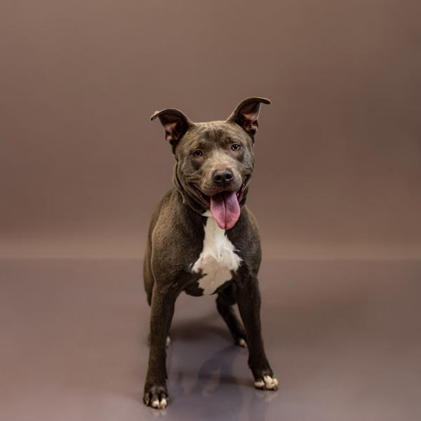 Pen 131 Luna, Adoptable, Adult Female Pit Bull Terrier.