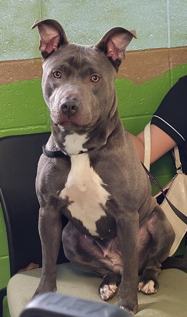 Enlarge Pen 131 Luna, a Adoptable mixed breed in Lawrenceville, GA image 3/4