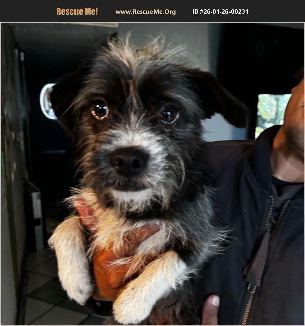 Enlarge Chief, a ADOPTABLE mixed breed in Coarsegold, CA image 1/1