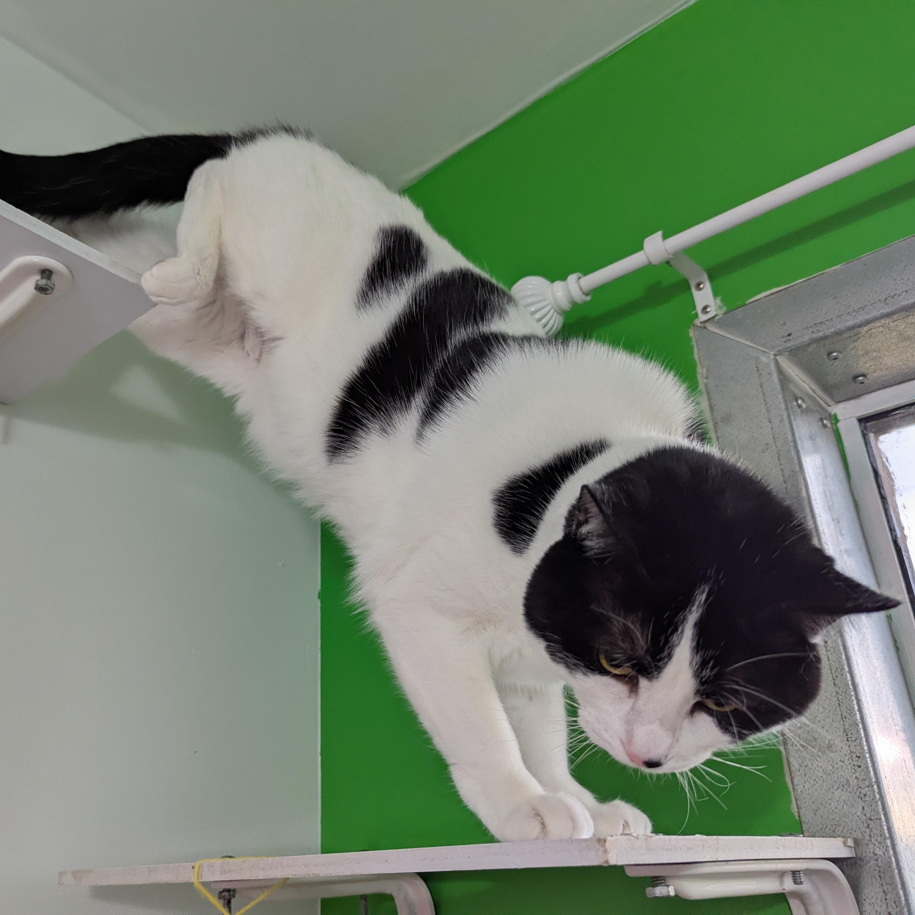 Clarabelle, adopted, Adult Female Domestic Short Hair.