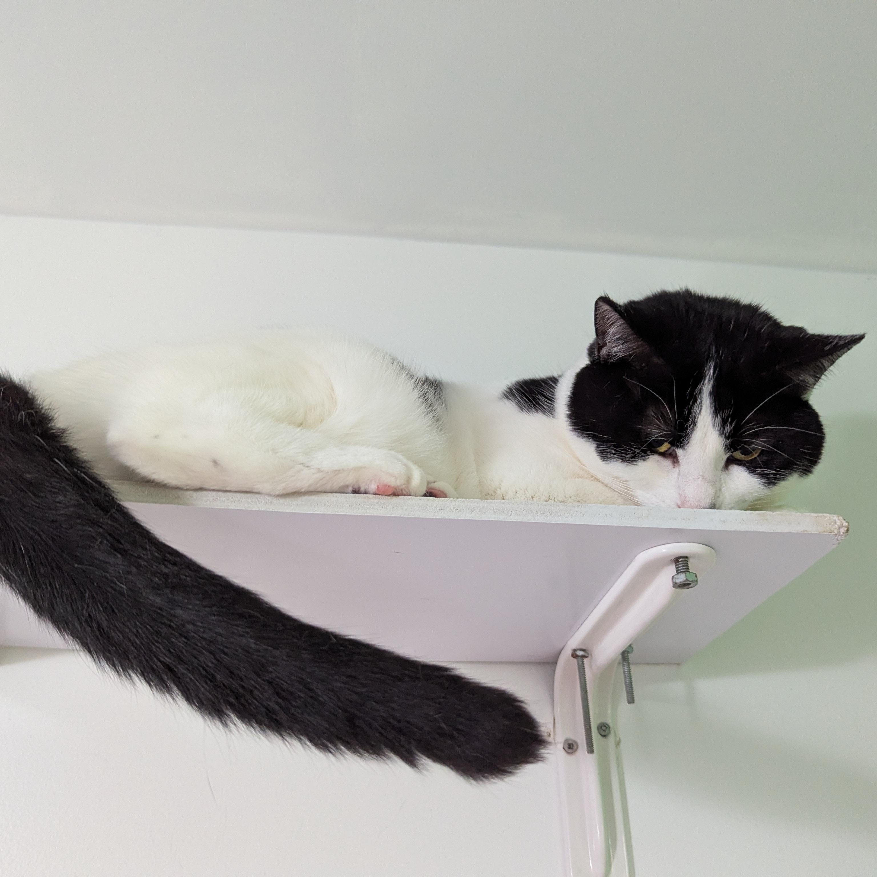 Enlarge Clarabelle, an adopted Domestic Short Hair in Morden, MB image 2/4