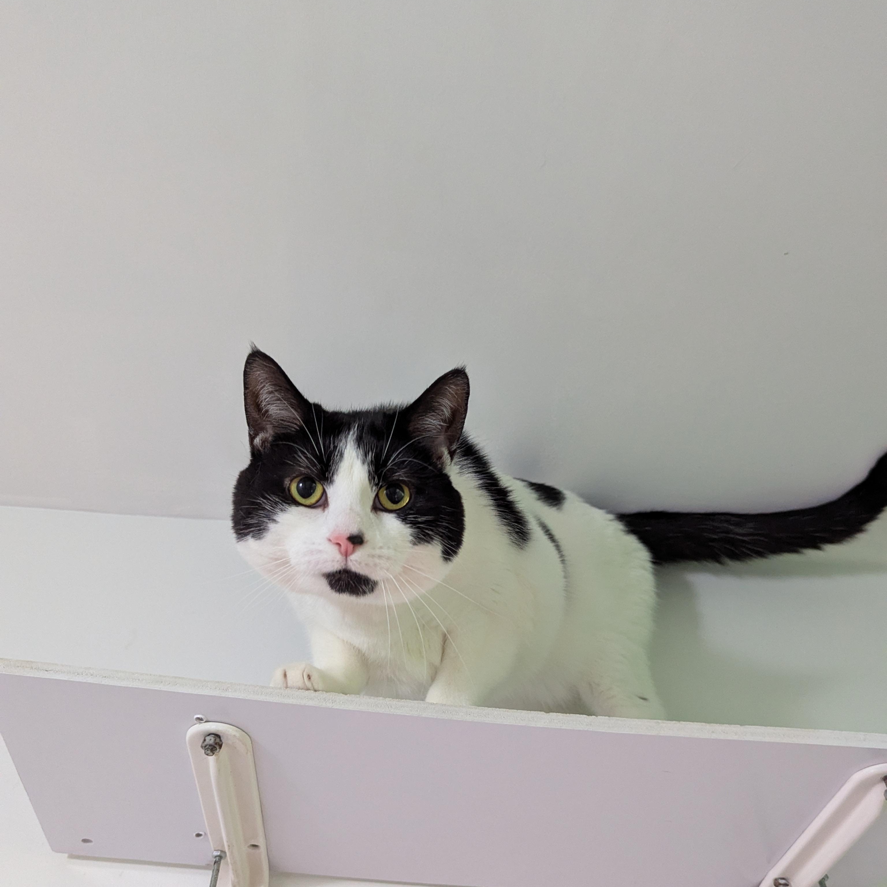 Enlarge Clarabelle, an adopted Domestic Short Hair in Morden, MB image 3/4