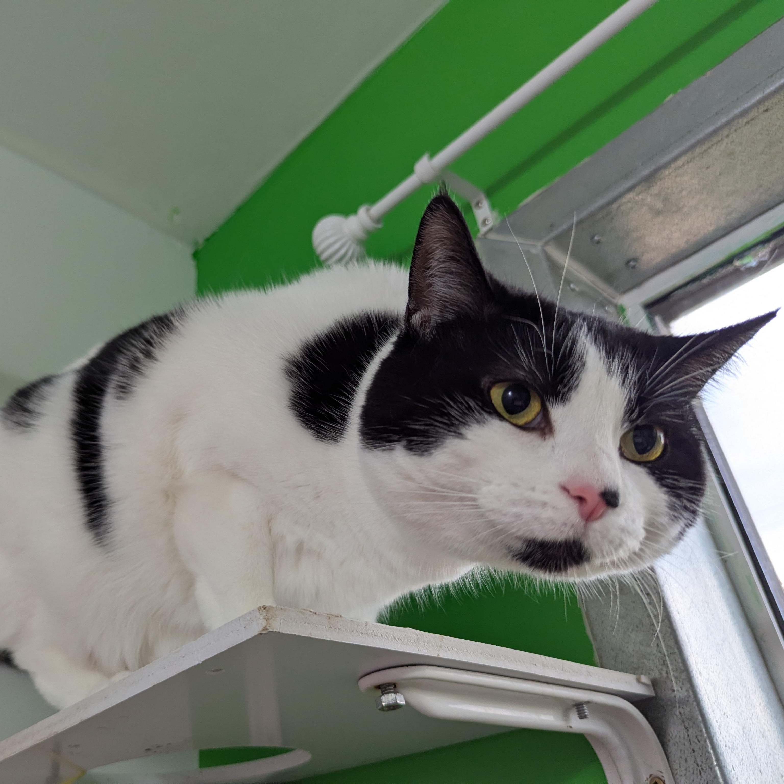 Enlarge Clarabelle, an adopted Domestic Short Hair in Morden, MB image 4/4