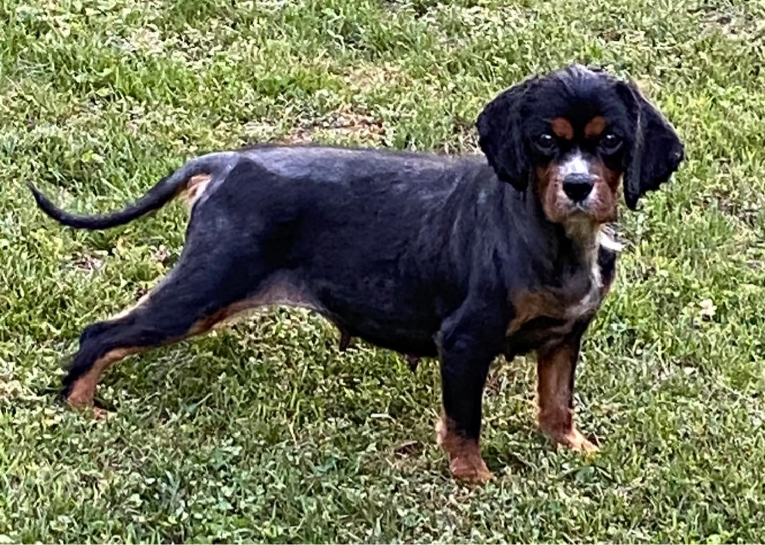 Enlarge J'Lynn, a Adoptable Cavalier King Charles Spaniel in Matthews, NC image 1/1