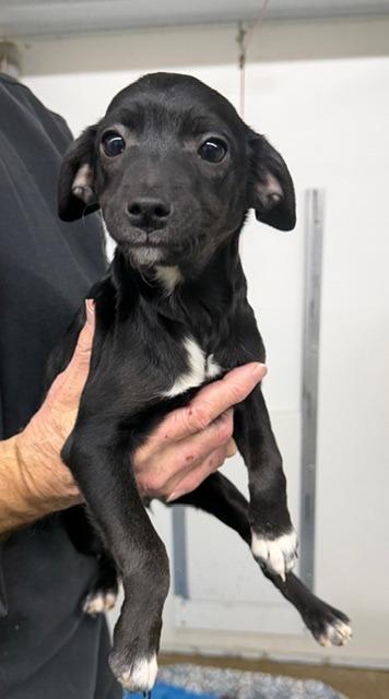 Marilyn, Adoptable, Puppy Female Mixed Breed.