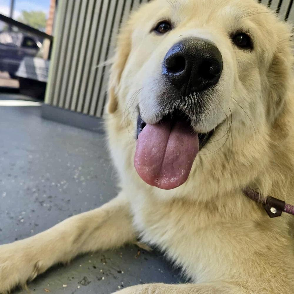 Aspen, Adoptable, Adult Female Great Pyrenees.