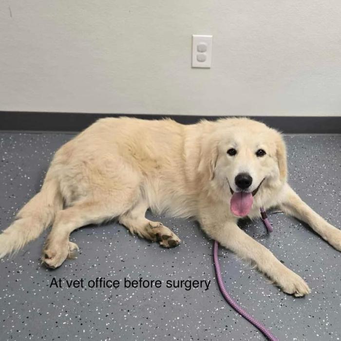 Aspen, a Adoptable Great Pyrenees in Louisville, KY image 2/6