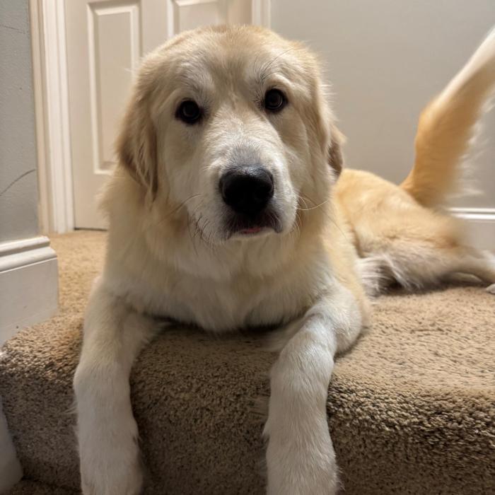Aspen, a Adoptable Great Pyrenees in Louisville, KY image 3/6