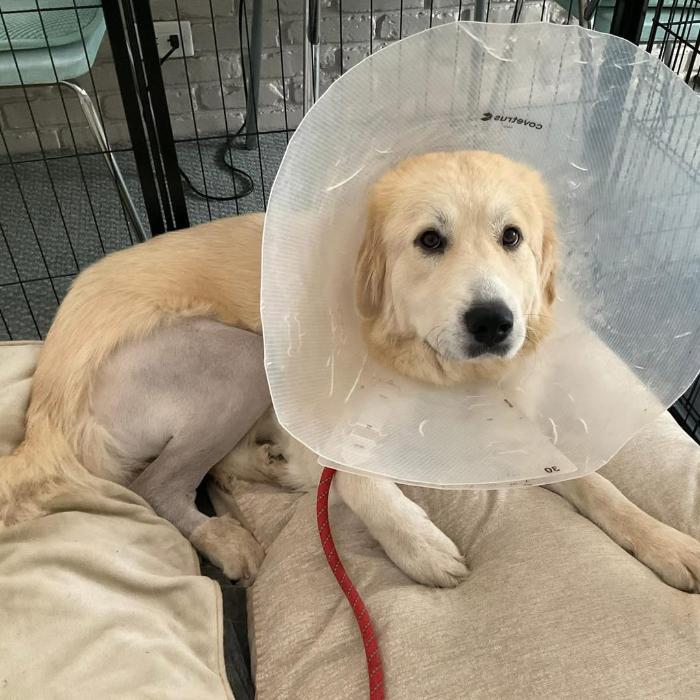 Aspen, a Adoptable Great Pyrenees in Louisville, KY image 6/6