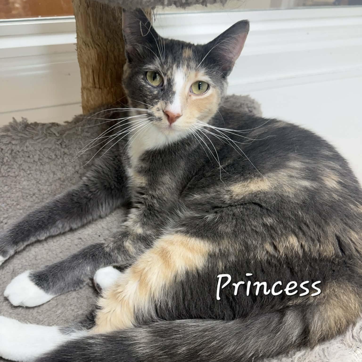 Enlarge Princess, a Adopted Domestic Short Hair in Rushville, IL image 1/2