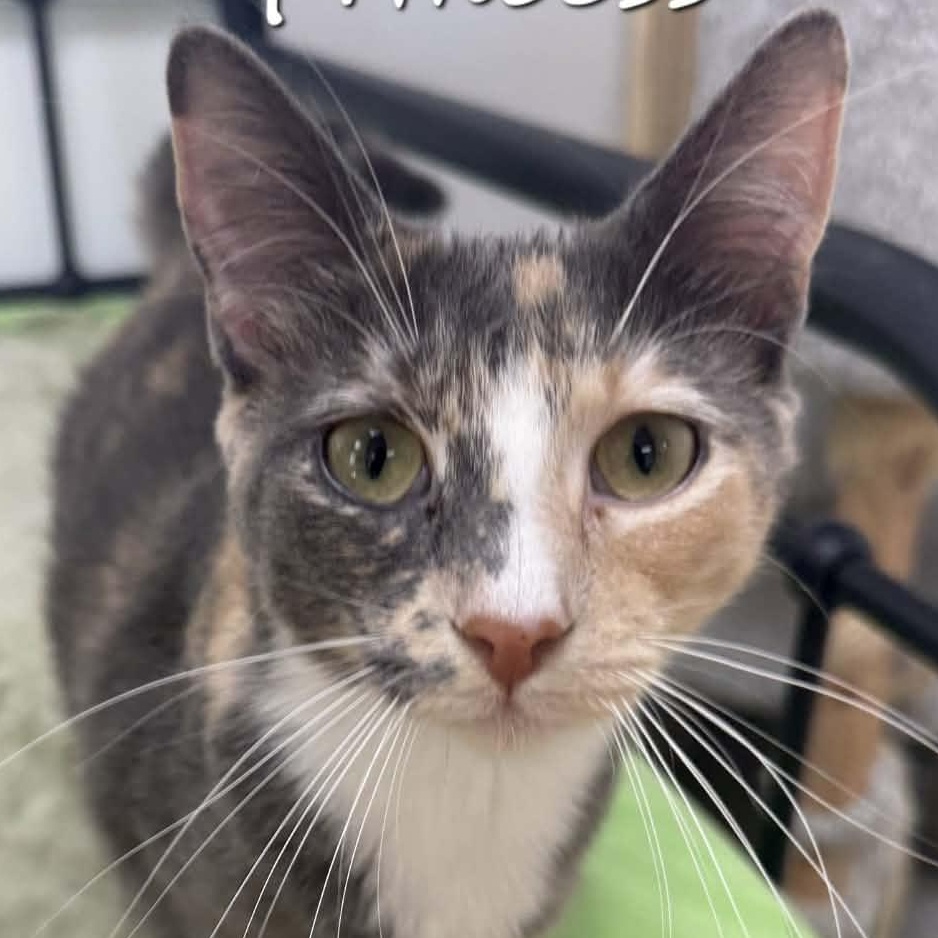 Enlarge Princess, a Adopted Domestic Short Hair in Rushville, IL image 2/2
