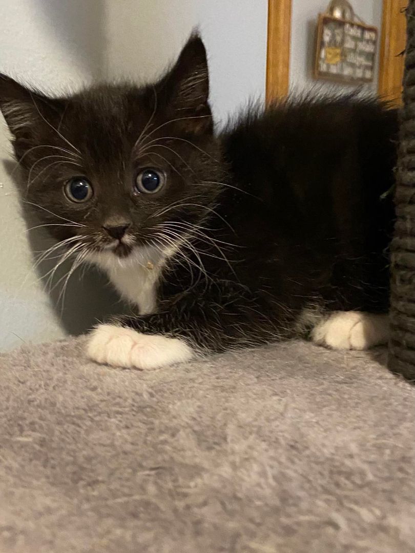 Mickey, an adopted Domestic Medium Hair in Westfield, MA_image-1
