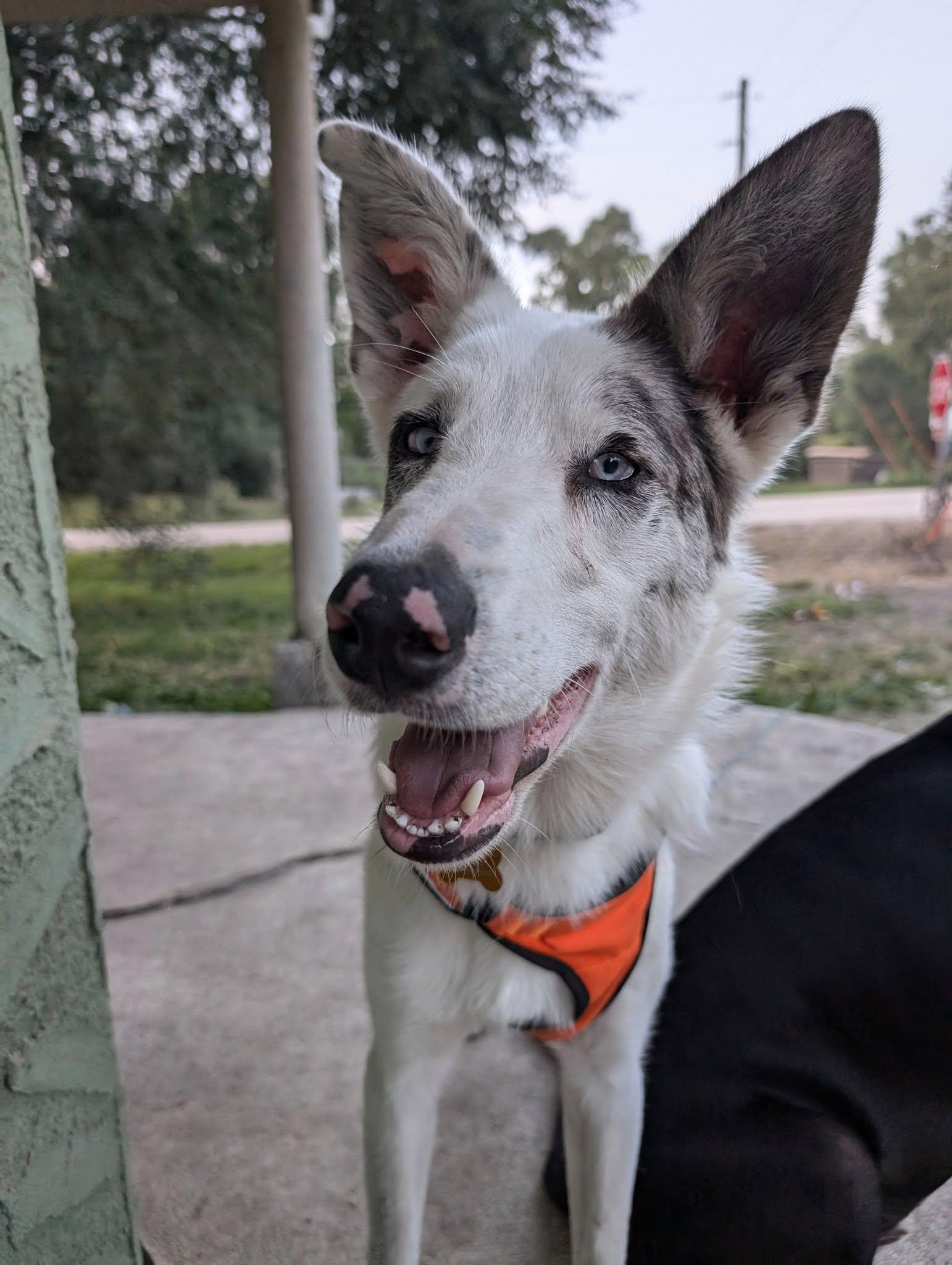 Atlas, adoptable, Adult Male Australian Shepherd.