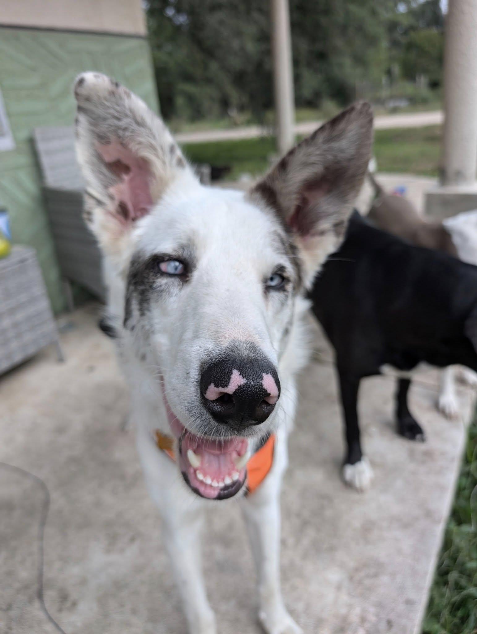 Enlarge Atlas, an adoptable mixed breed in Grand Island, NE image 2/4