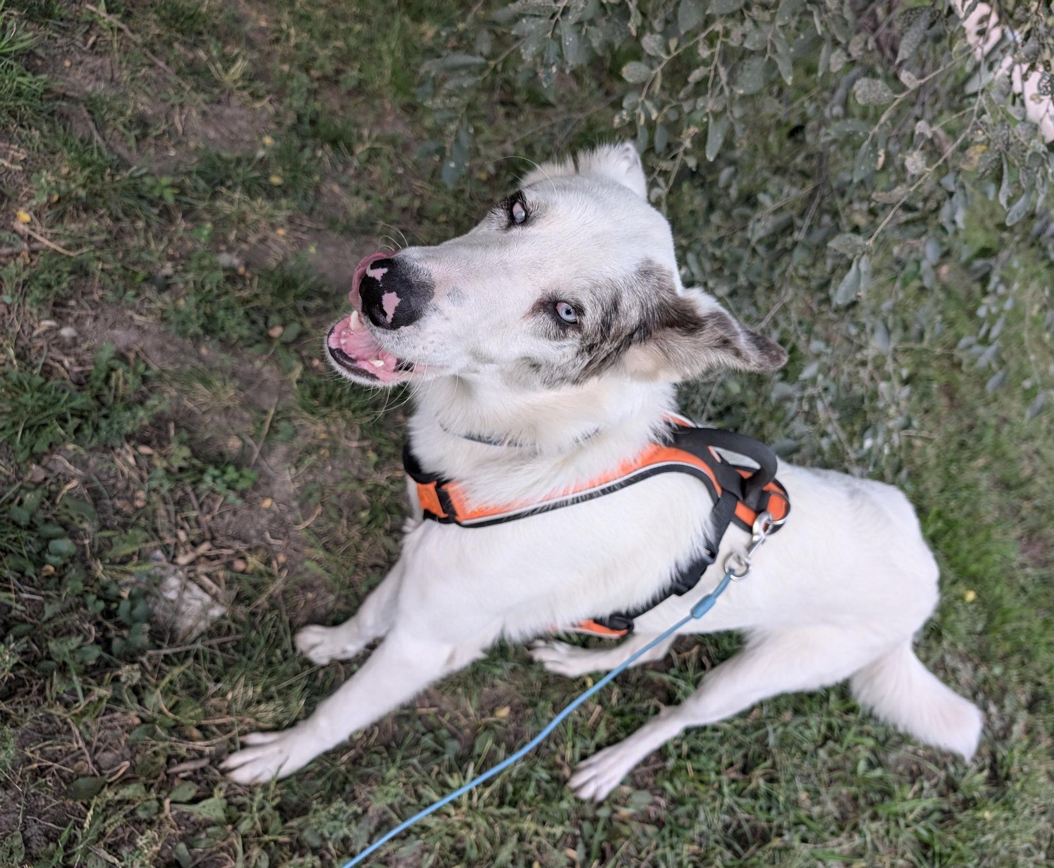 Enlarge Atlas, an adoptable mixed breed in Grand Island, NE image 3/4