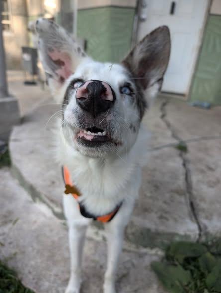 Enlarge Atlas, an adoptable mixed breed in Grand Island, NE image 4/4