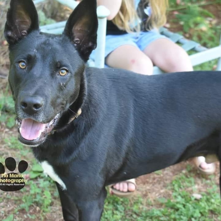 Farley - Foster-to-adopt available, an adoptable Shepherd in Rochester, NY, 14609 | Photo Image 5