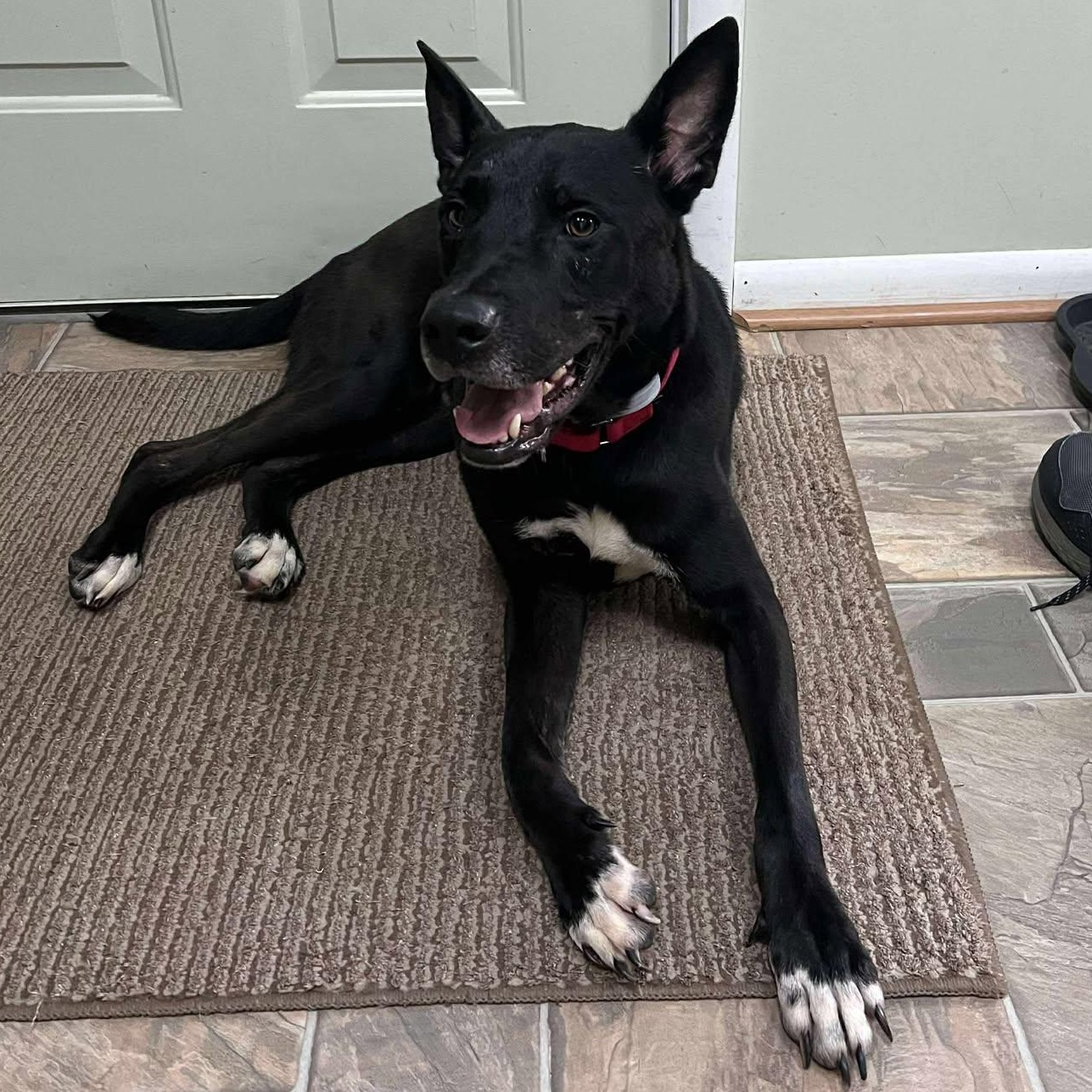 Farley - Foster-to-adopt available, an adoptable Shepherd in Rochester, NY, 14609 | Photo Image 1