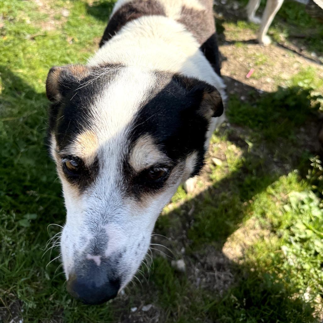 Bandida 2026, Adoptable, Senior Female Cattle Dog & Mixed Breed.
