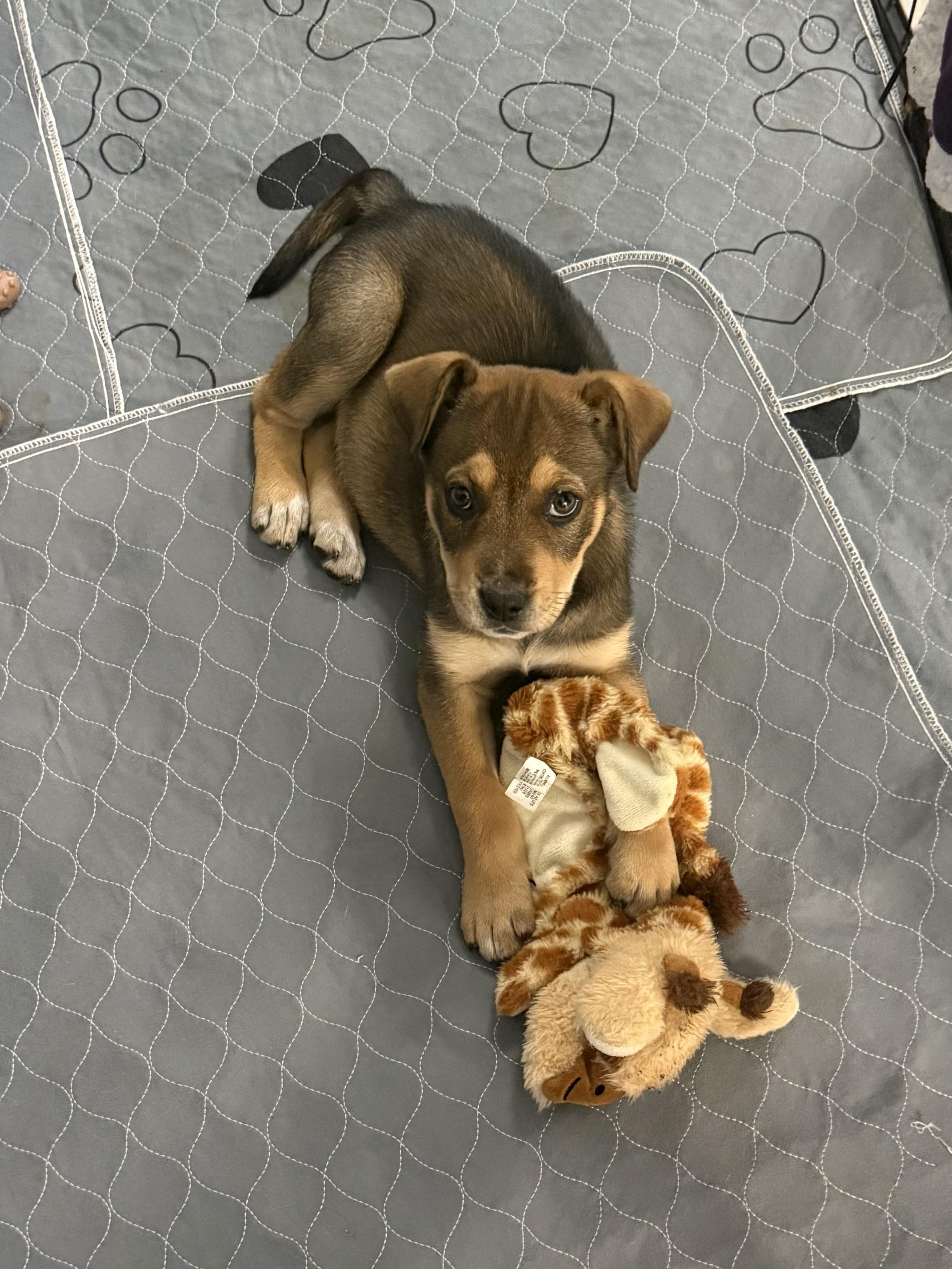 Enlarge Padget, a ADOPTABLE mixed breed in Kings Mountain, NC image 5/6