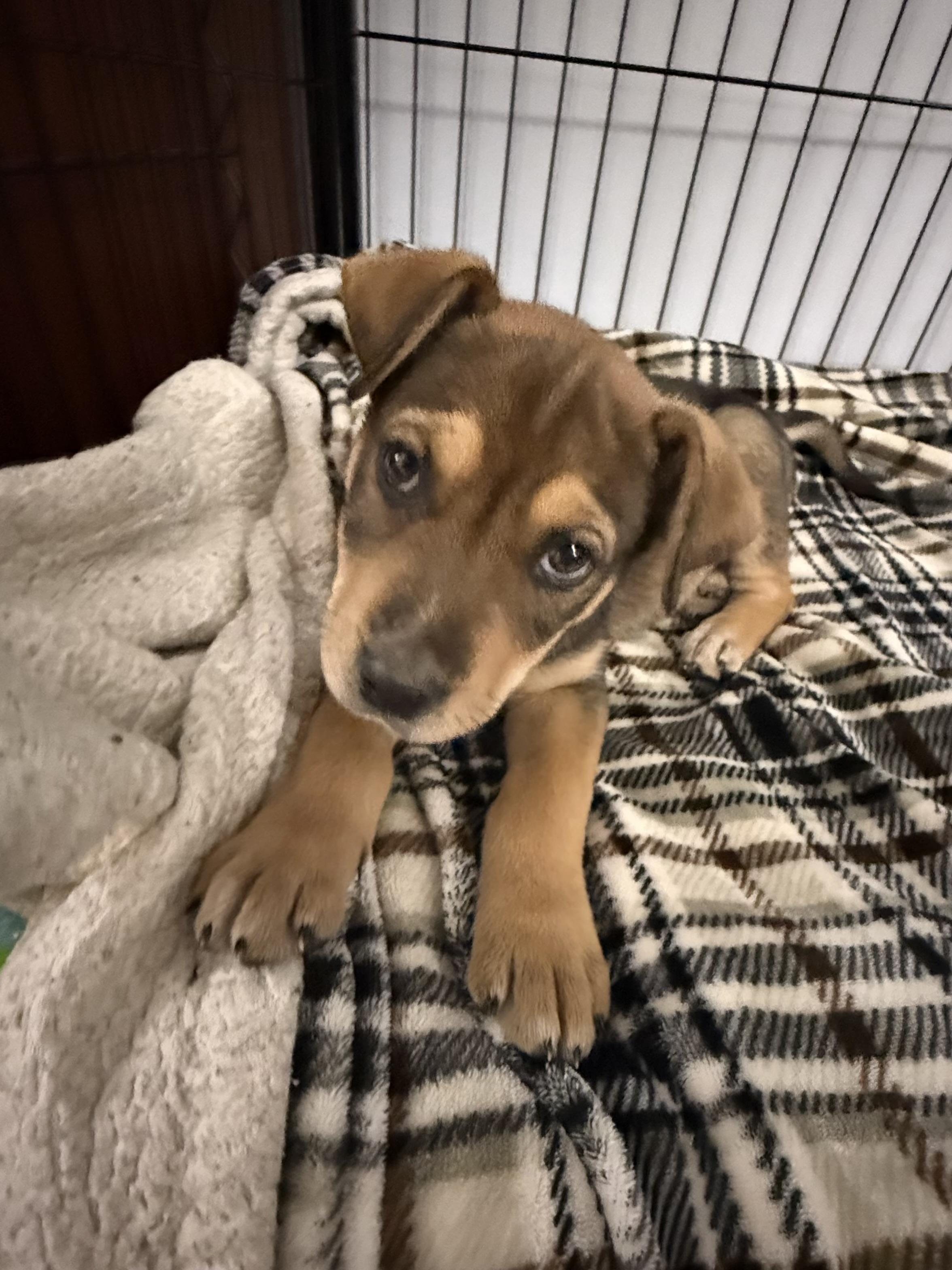 Padget, ADOPTABLE, Puppy Female Labrador Retriever.