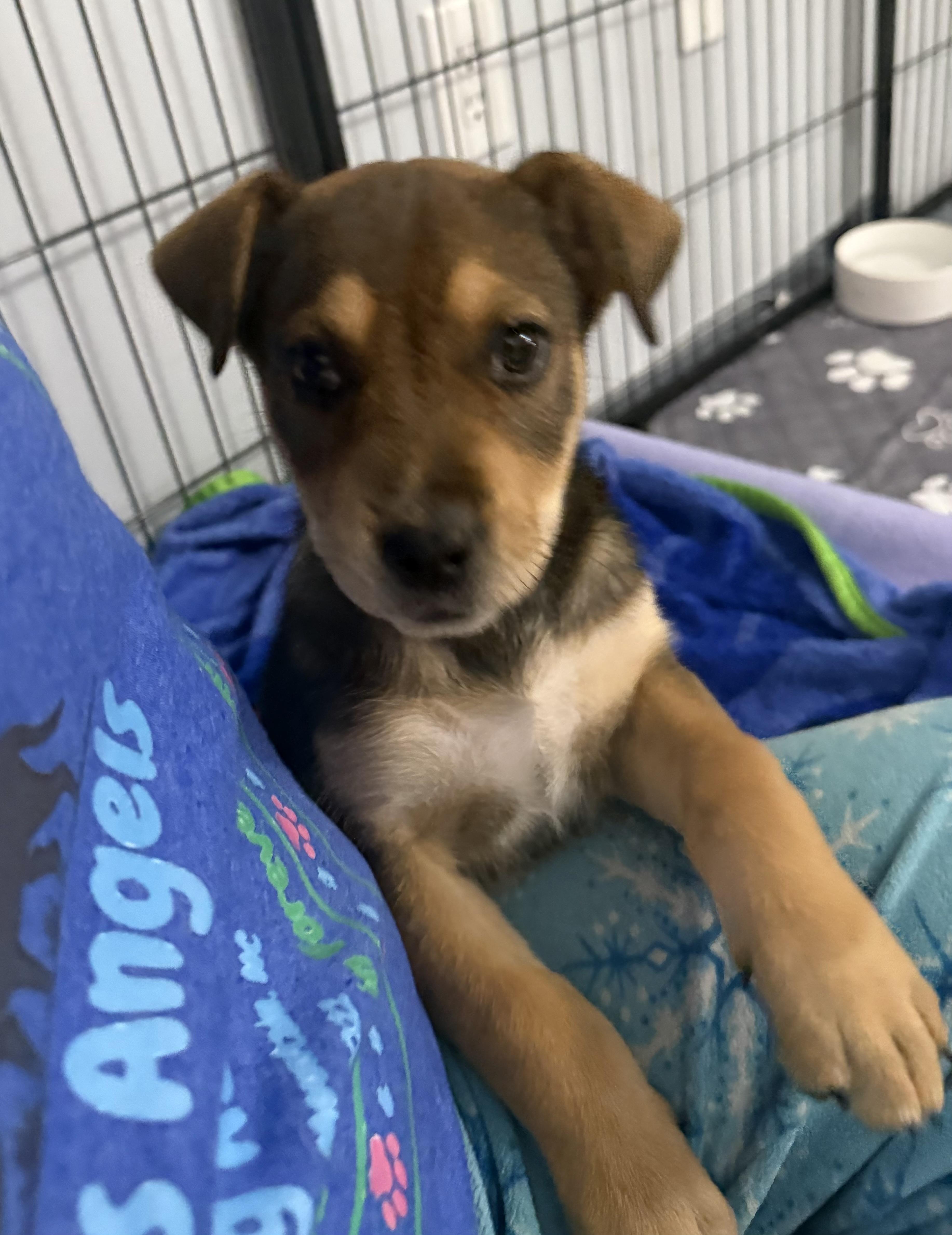 Enlarge Padget, a ADOPTABLE mixed breed in Kings Mountain, NC image 6/6