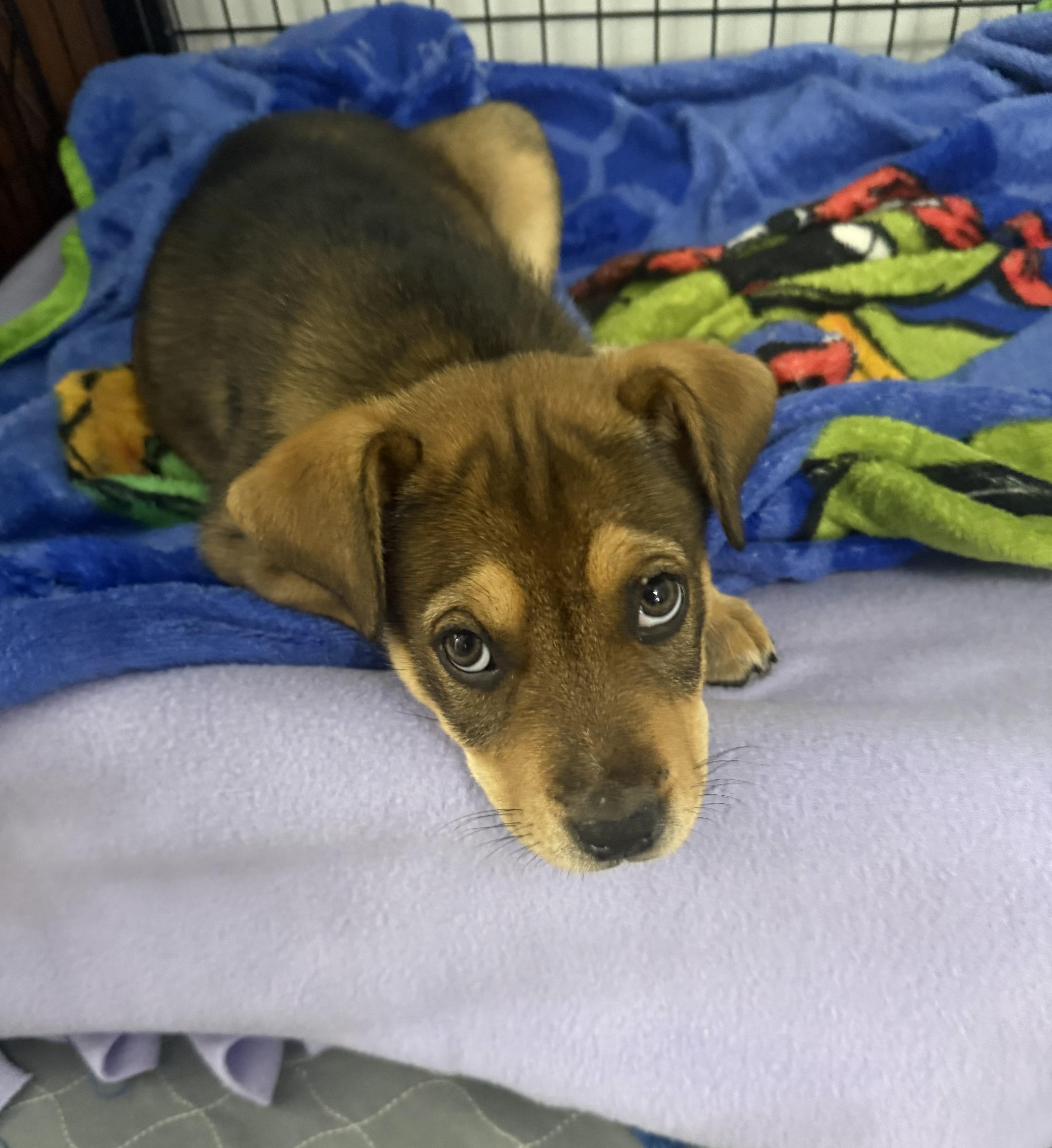 Enlarge Padget, a ADOPTABLE mixed breed in Kings Mountain, NC image 4/6