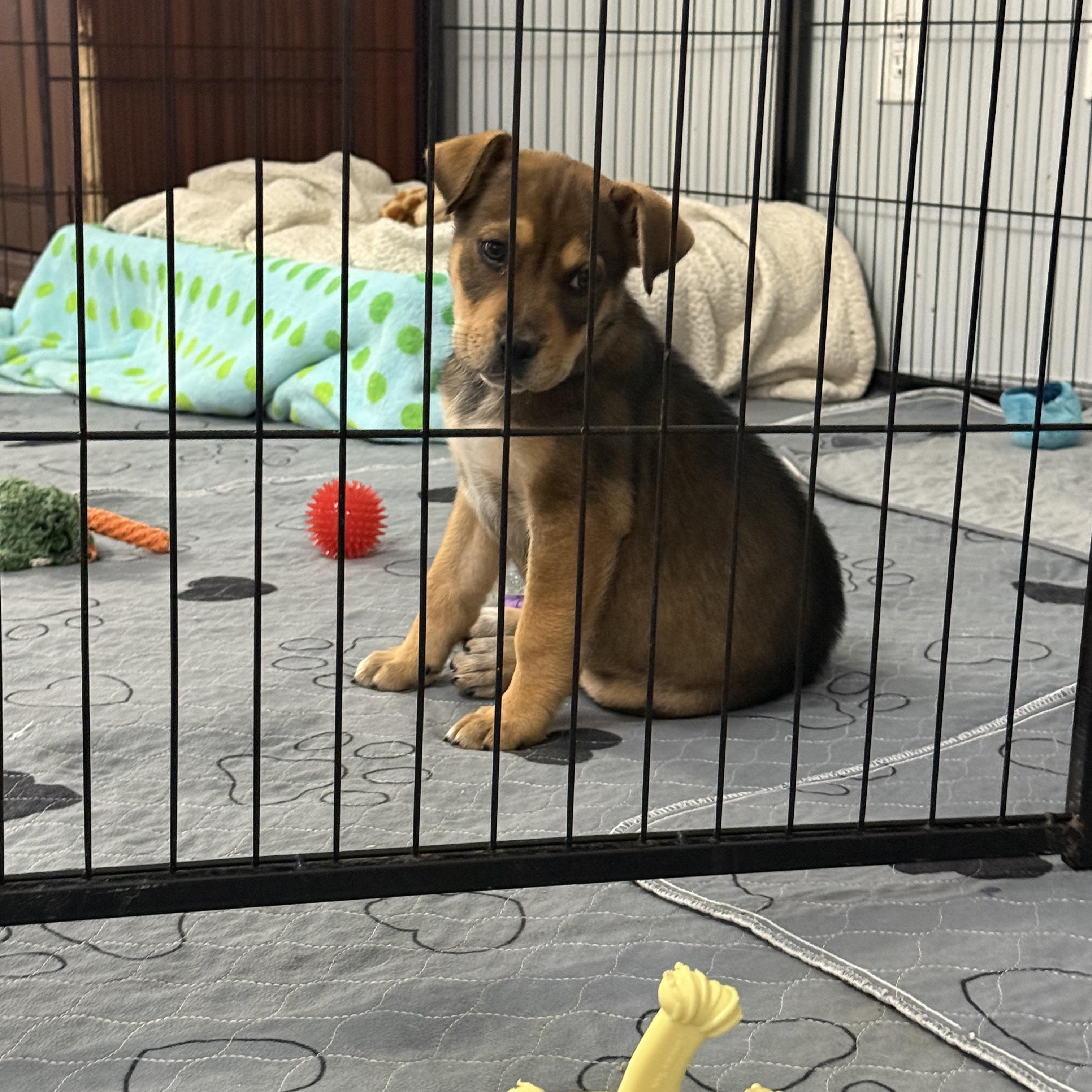 Enlarge Padget, a ADOPTABLE mixed breed in Kings Mountain, NC image 3/6