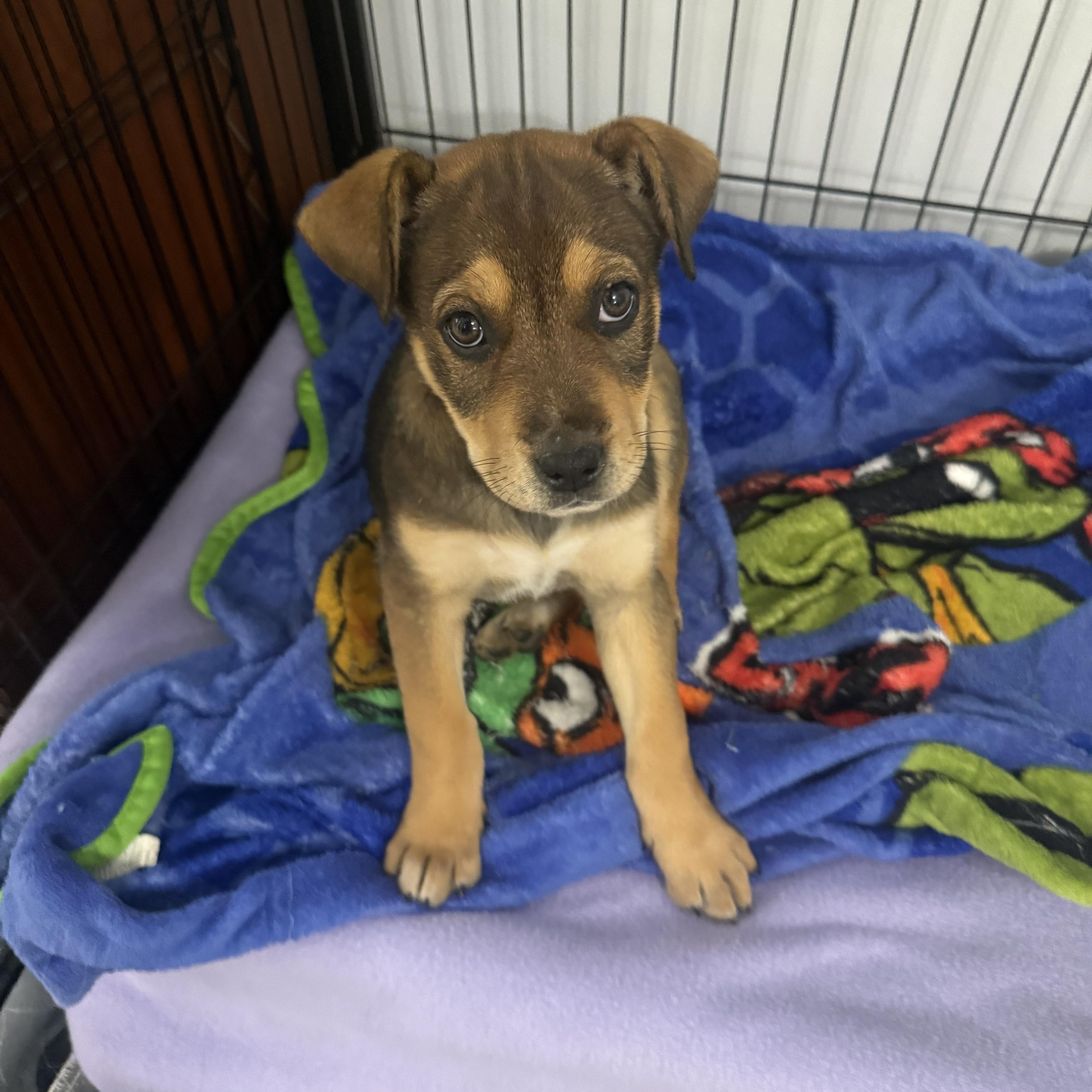 Enlarge Padget, a ADOPTABLE mixed breed in Kings Mountain, NC image 2/6