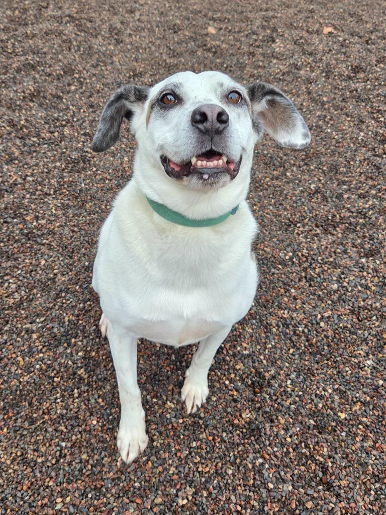 Mollie, Adoptable, Senior Female Boxer.