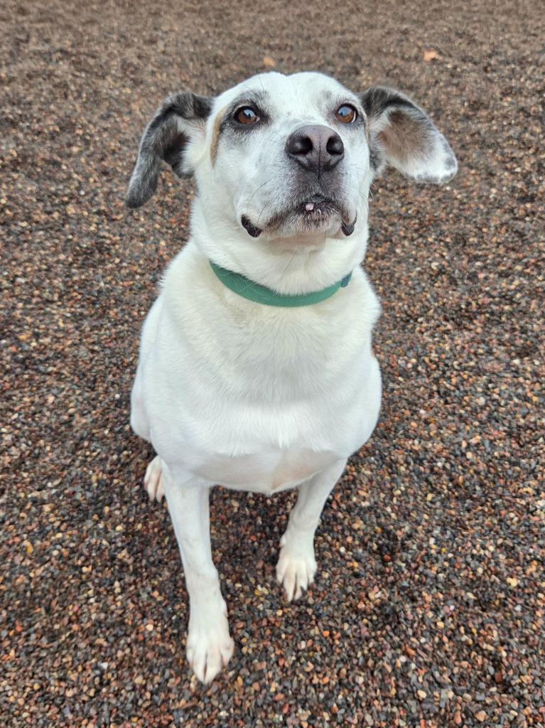 Enlarge Mollie, a Adoptable Boxer in Superior, WI image 2/3