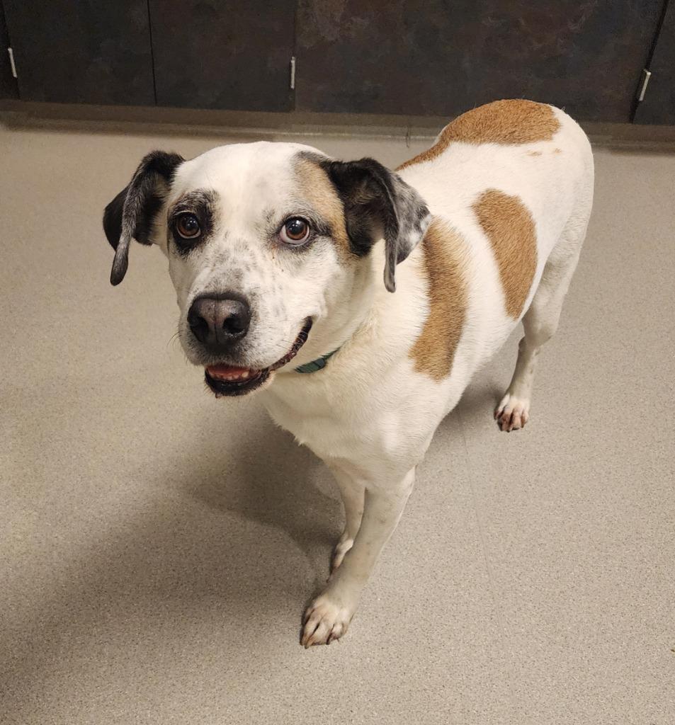 Enlarge Mollie, a Adoptable Boxer in Superior, WI image 3/3
