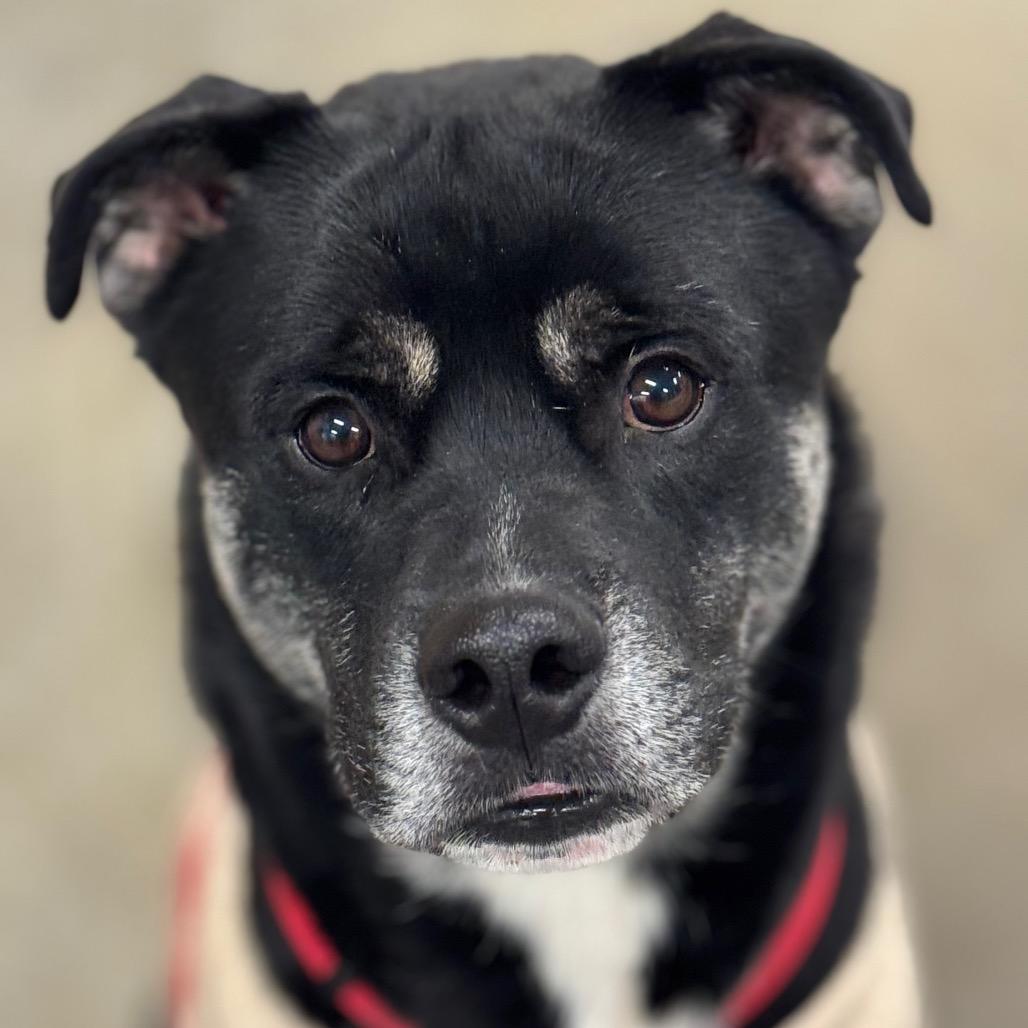 Kitty, a Adoptable Mixed Breed in Mankato, MN image 1/6