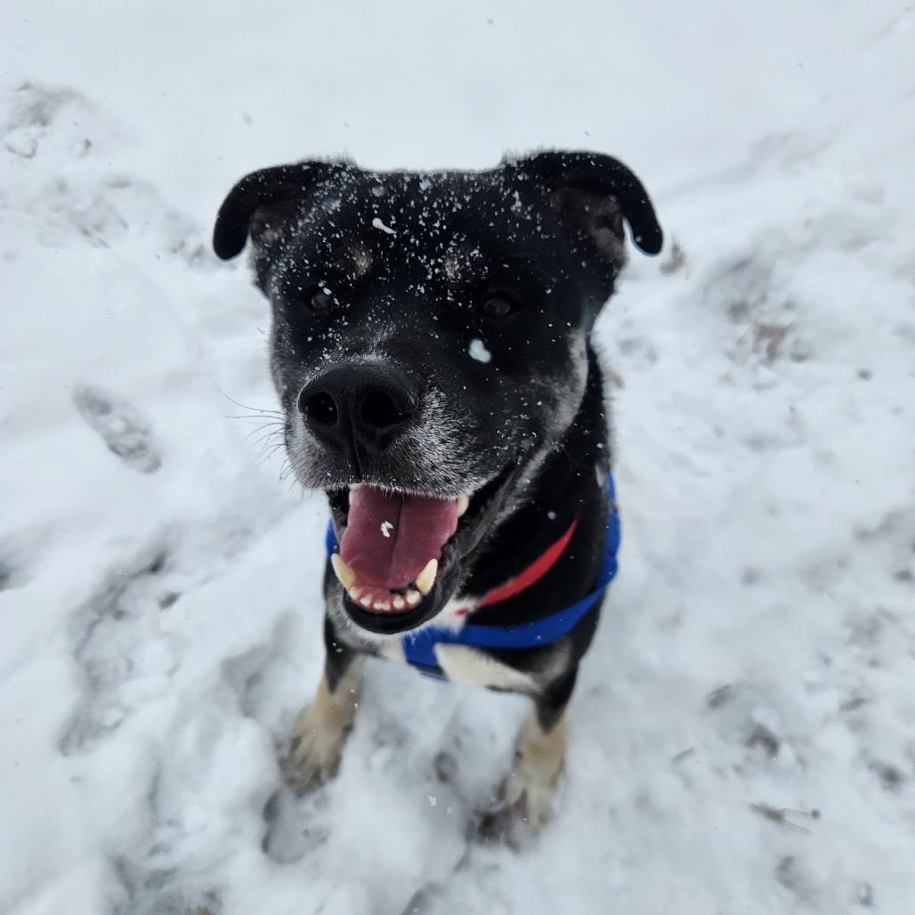 Kitty, a Adoptable Mixed Breed in Mankato, MN image 2/6